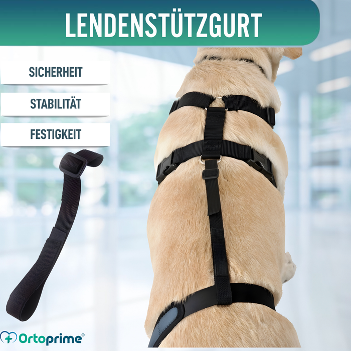 Hundeband zur Lendenstütze für Knieimmobilisierer