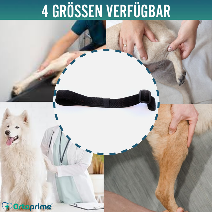Hundeband zur Lendenstütze für Knieimmobilisierer