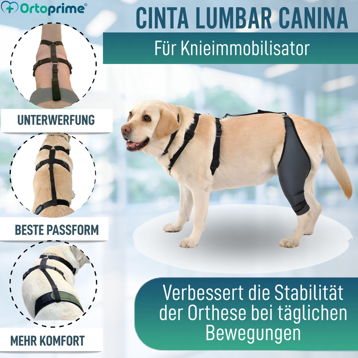 Hundeband zur Lendenstütze für Knieimmobilisierer