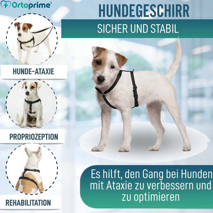 Hundegeschirr für Neurologische Rehabilitation | 5 Größen