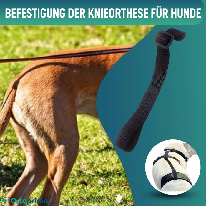 Hundeband zur Lendenstütze für Knieimmobilisierer