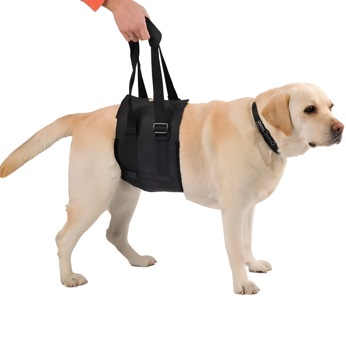Hilfe-Band für Hunde mit Eingeschränkter Mobilität | 5 Größen