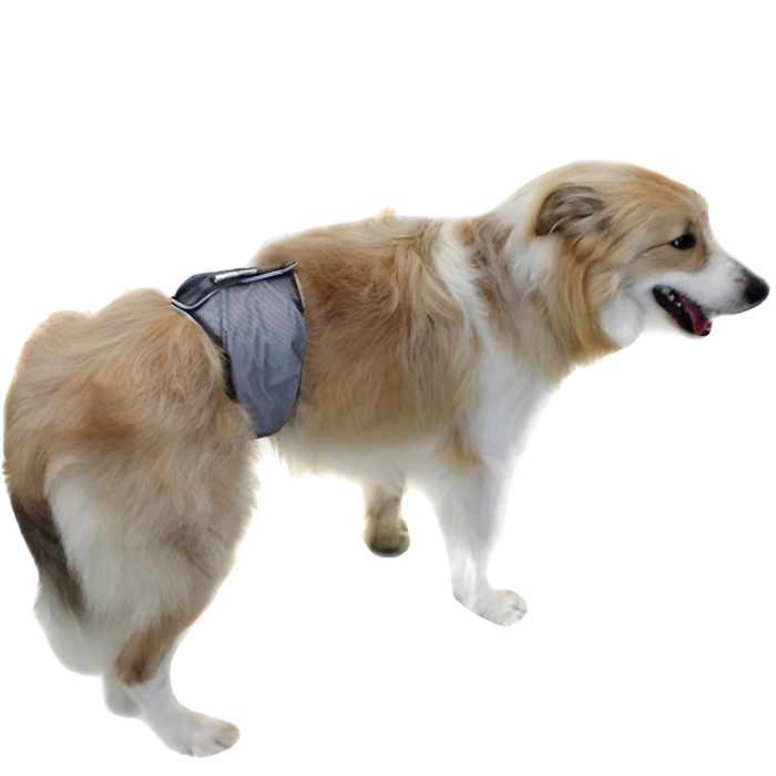 Anti-Leckband für Inkontinenz bei Hunden | Männlicher Hund