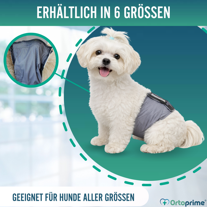 Anti-Leckband für Inkontinenz bei Hunden | Männlicher Hund