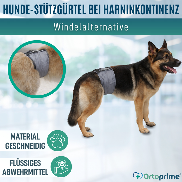 Anti-Leckband für Inkontinenz bei Hunden | Männlicher Hund
