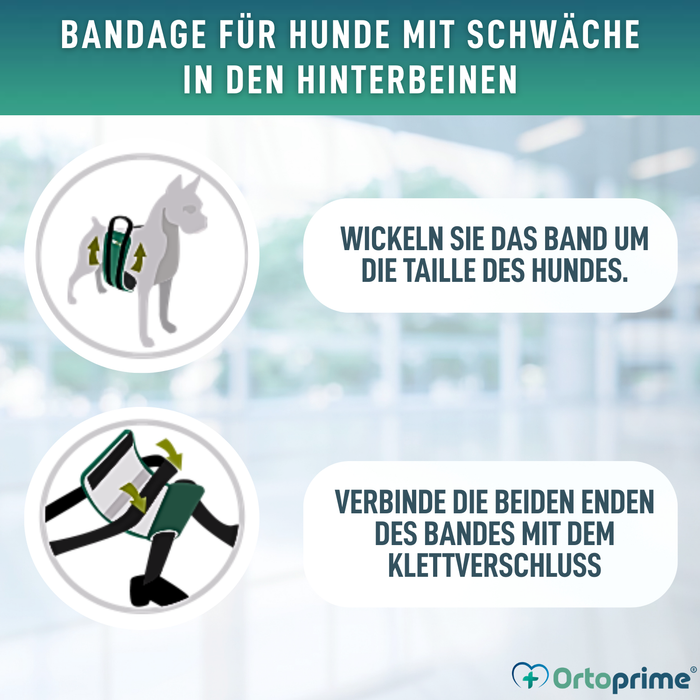 Hilfe-Band für Hunde mit Eingeschränkter Mobilität | 5 Größen