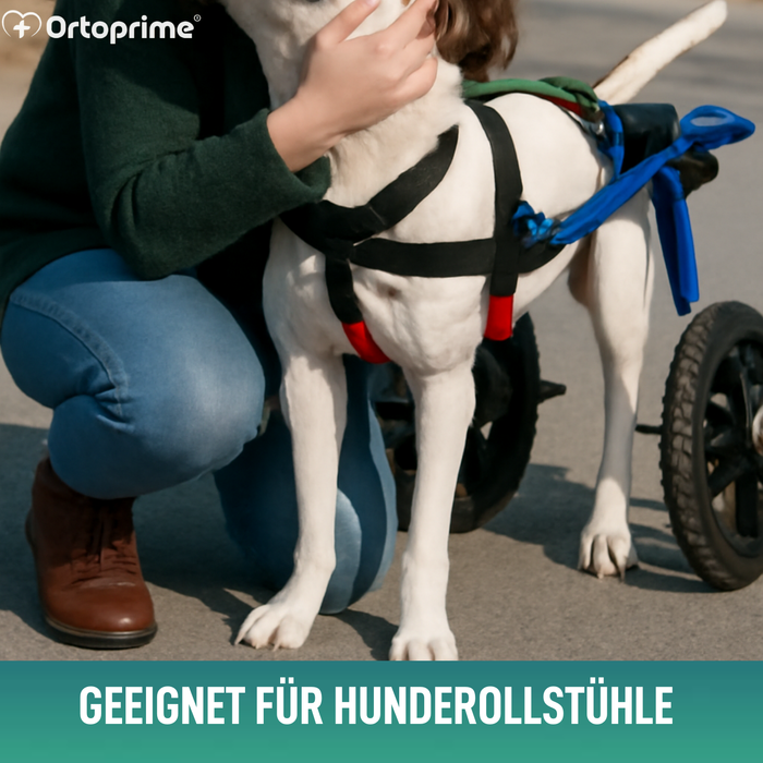 Hundegeschirr für Eingeschränkte Mobilität der Hinterbeine