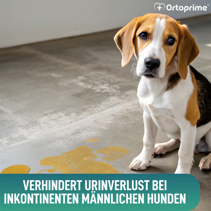 Anti-Leckband für Inkontinenz bei Hunden | Männlicher Hund