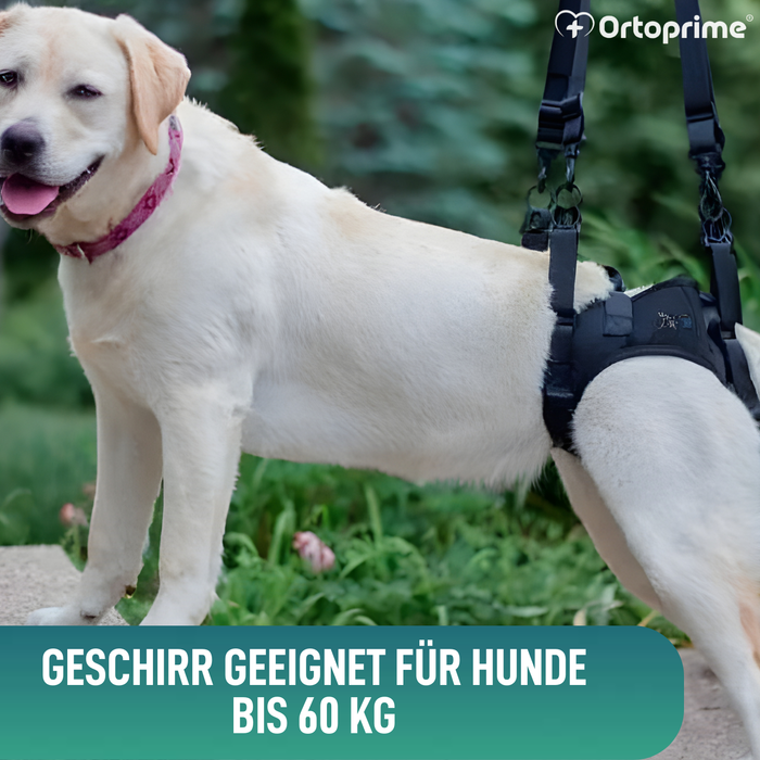 Hundegeschirr für Eingeschränkte Mobilität der Hinterbeine