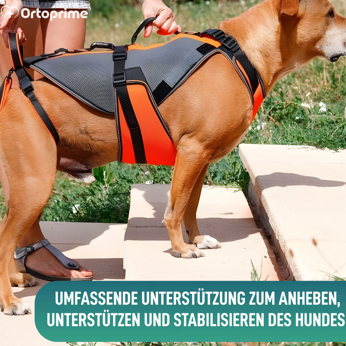 Ganzheitliches Rehabilitationsgeschirr für Hunde | 3D-Material