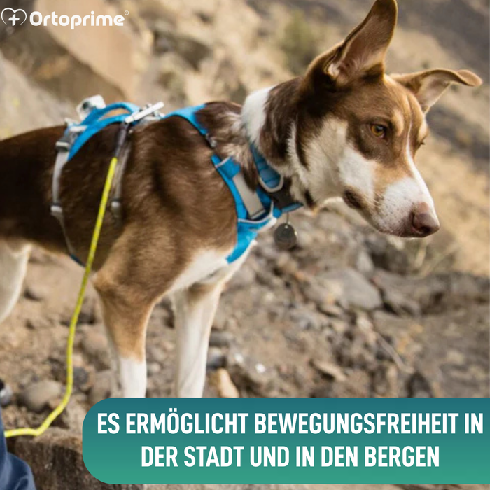 Multifunktionales Hebegeschirr für Hunde | Robuste Struktur