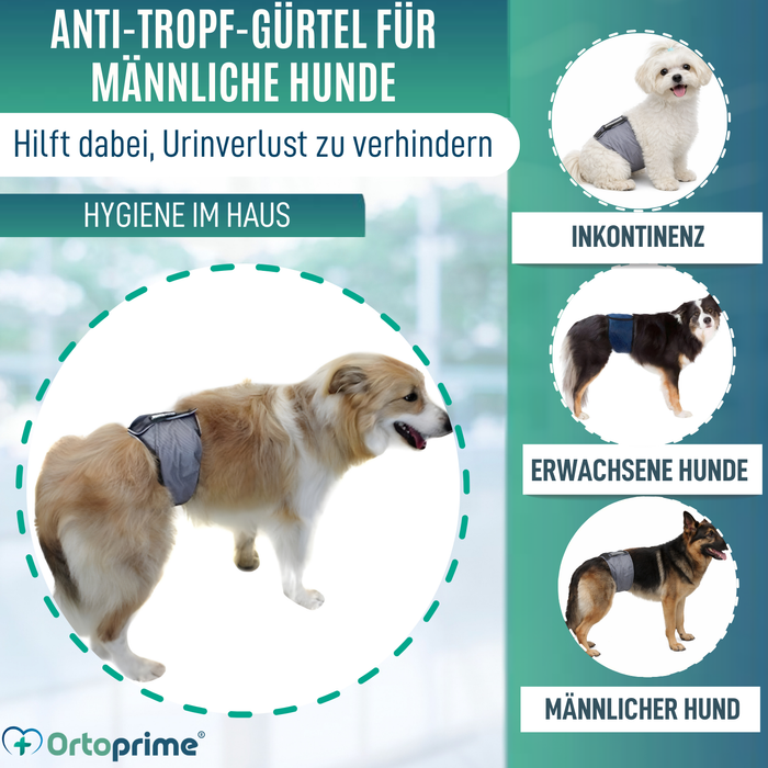 Anti-Leckband für Inkontinenz bei Hunden | Männlicher Hund