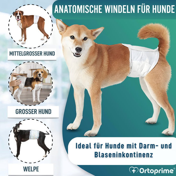 Hundewindeln für Rüden Ultra Saugfähig | 12er Pack