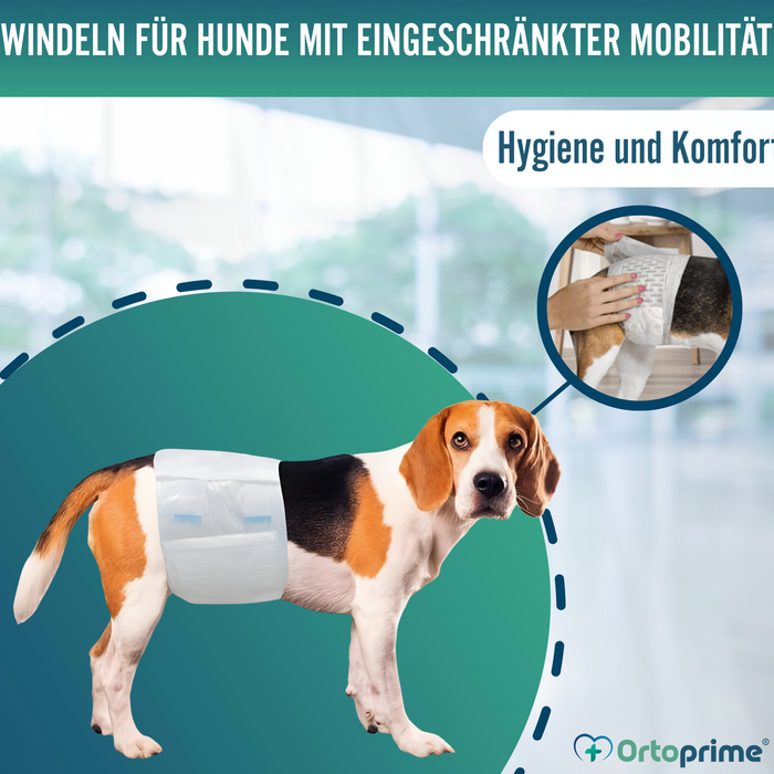 Hundewindeln für Rüden Ultra Saugfähig | 12er Pack