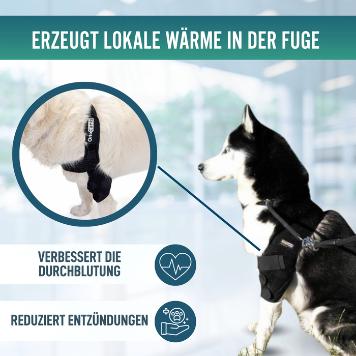 Ellbogenorthese für Hunde mit Arthrose Gelenkrehabilitation
