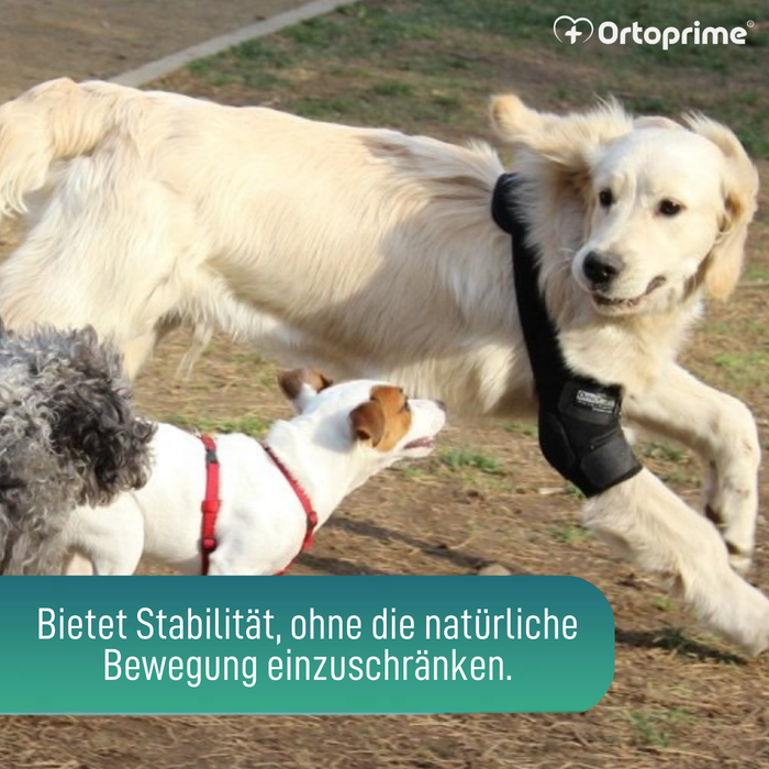Ellbogenorthese für Hunde mit Arthrose Gelenkrehabilitation