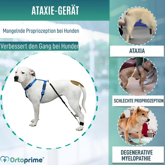 Gerät für Hundeataxie | Hilfe für Hunde