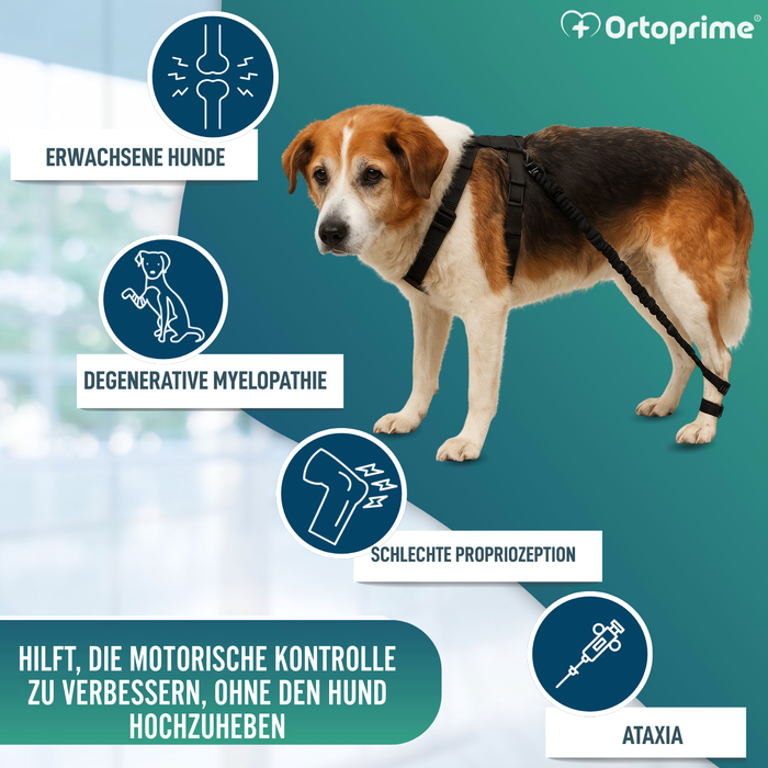 Gerät für Hundeataxie | Hilfe für Hunde