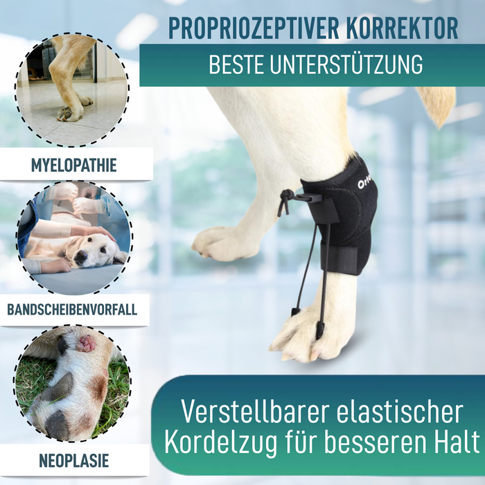 Propriozeptiver Korrektor für Hunde mit Knuckling | 5 Größen