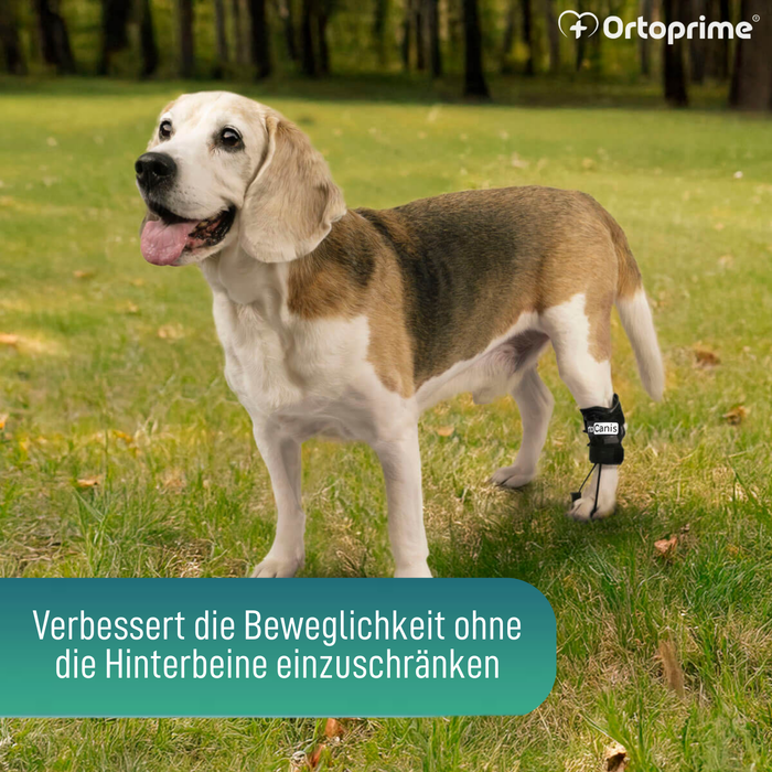 Propriozeptiver Korrektor für Hunde mit Knuckling | 5 Größen