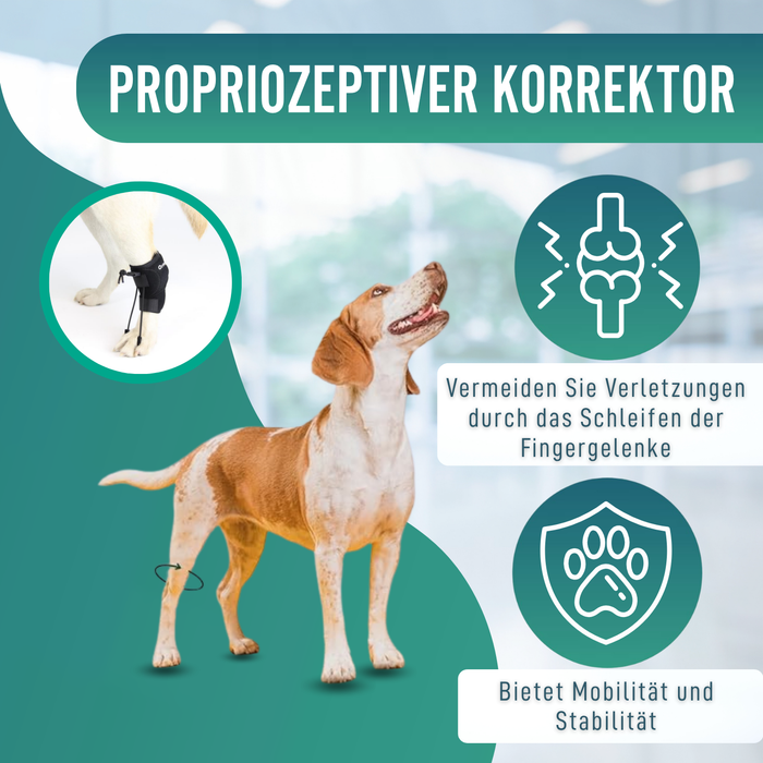 Propriozeptiver Korrektor für Hunde mit Knuckling | 5 Größen