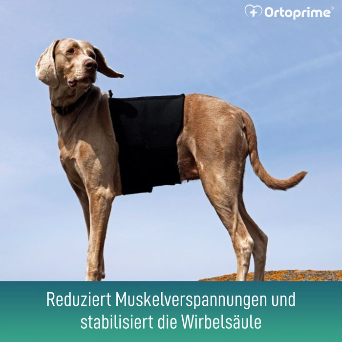 Thermischer Hundesupport Back on Track | Rückenbandage