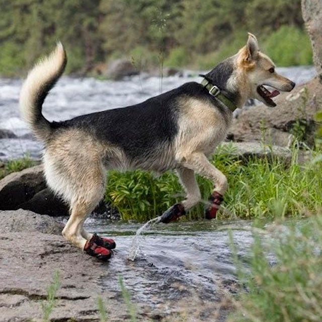 botas-para-perro-grande-ortoprime